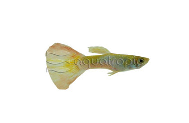 Gold Bar Guppy, Male :: 33155