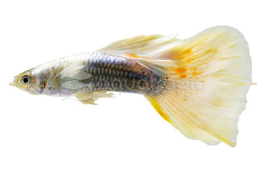 Veiltail Satin Guppy, Female :: 33618