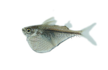 Black-winged Hatchetfish :: 35004