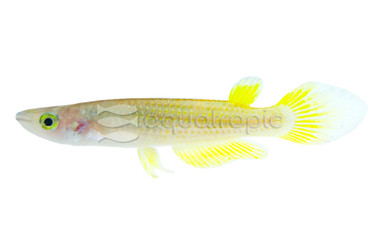 Golden Wonder Killifish :: 37000