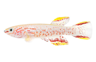 Gardneri Killifish :: 37002