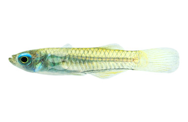 Norman's Lampeye Killifish :: 37012