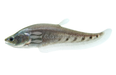 Clown Knifefish :: 38006