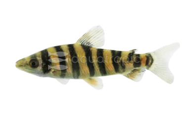 Affinis Black Banded Leporinus :: 41003
