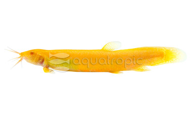 Gold Dojo Loach :: 43101