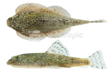 Butterfly Hillstream Loach :: 43103
