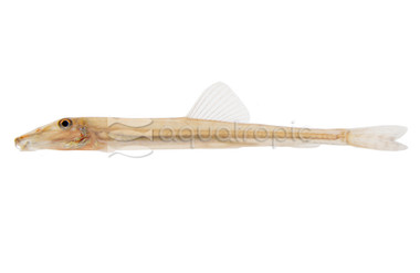 Horseface Loach :: 43113