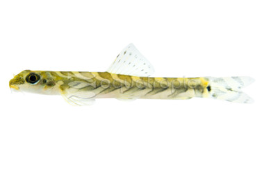 Zodiac Loach :: 43117