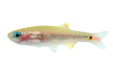 Gold White Cloud Minnow :: 46002