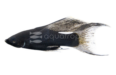 Black Lyretail Molly :: 47005