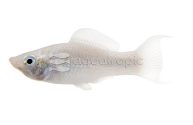 Silver Lyretail Molly :: 47009