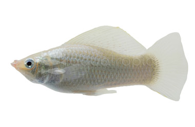 Silver Sailfin White Pearl Molly :: 47020