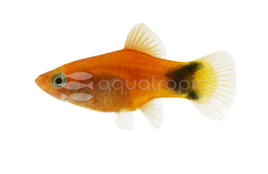 Red Mickey Mouse Platy :: 77103