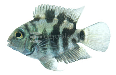 Parrot Polar Blue Convict Hybrid :: 84339