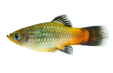 Rainbow Platy :: 92204