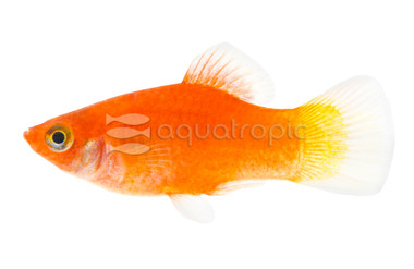 Red Platy :: 94151