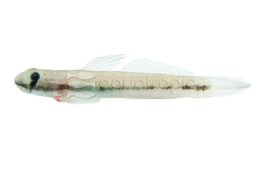 Sicyopterus Red-tailed Goby :: 95026