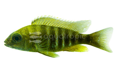 Yellow Peacock Malawi Cichlid :: 95278