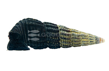 White Spotted Towuti Rabbit Snail :: 64294