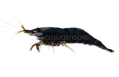 Chocolate Cherry Shrimp :: 65966
