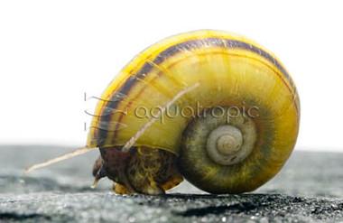 Giant Ramshorn Snail :: 70393