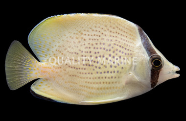 Millit Butterflyfish