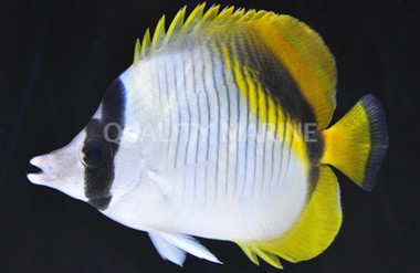 Lined Butterflyfish :: 13039