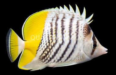 Mertensii Butterflyfish