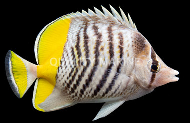Mertensii Butterflyfish