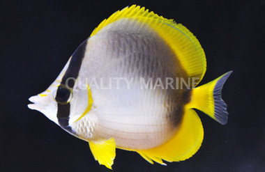 Somali Butterflyfish :: 13075