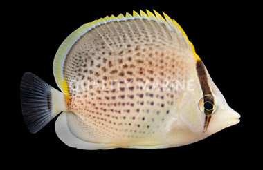 Peppered Butterflyfish