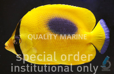 Mirror Butterflyfish :: 13083