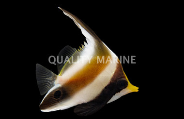 Three Band Pennant Butterflyfish