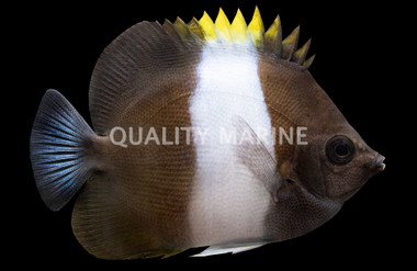 Zoster Butterflyfish