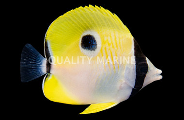 Teardrop Butterflyfish