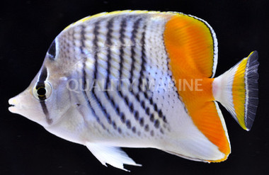 Seychelles Butterflyfish :: 13123