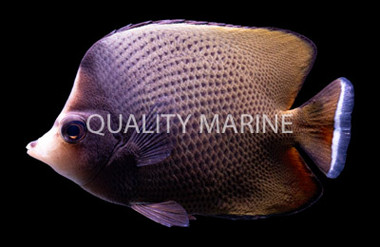 Black Spotted Butterflyfish :: 13142