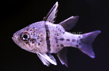 Orbiculate Cardinalfish :: 13502