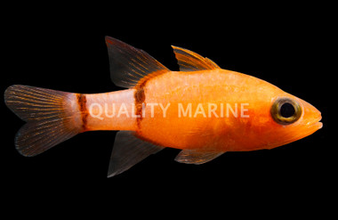 Belted Cardinalfish