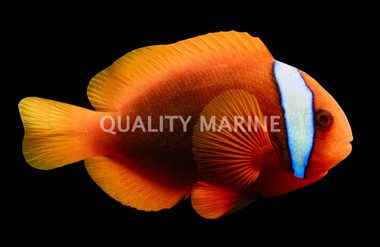 Cinnamon Clownfish