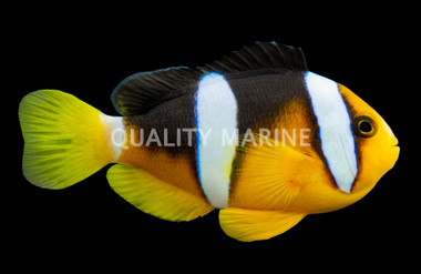 Clarkii Clownfish