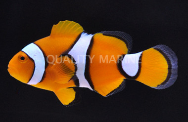 Percula Clownfish  :: 14024