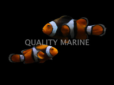 Percula Clownfish, Pair