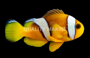 Sebae Clownfish