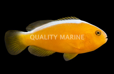 Orange Skunk Clownfish