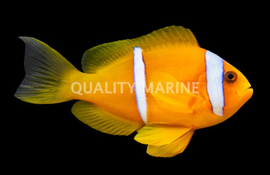 Two Banded Clownfish