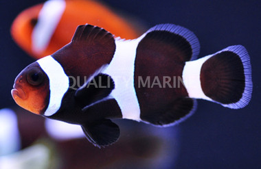 Black & White Ocellaris Clownfish :: 14059