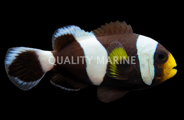 Black & Yellow Saddleback Clownfish