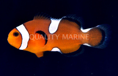 Teardrop Ocellaris Clownfish :: 14067