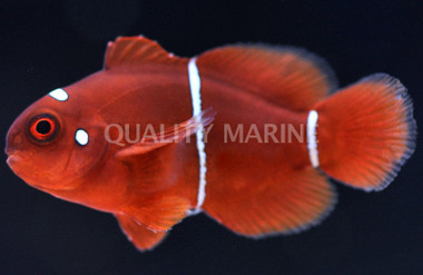 Yellow Stripe Maroon Clownfish, Juvenile :: 14085